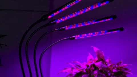 Efficient indoor plant growing with a Grow Light