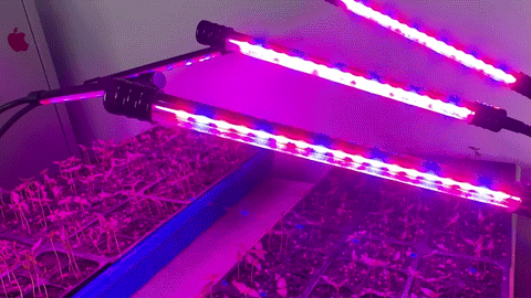 Grow Lights require minimal maintenance 