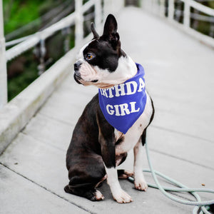 Bufanda con eslogan - Bandana personalizada para perros - Shop & Dog