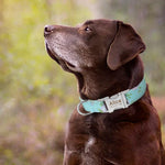 Trendy Print Nylon Dog Collar With Metal Personalised Buckle - Shop & Dog