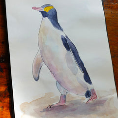 yellow eyed penguin