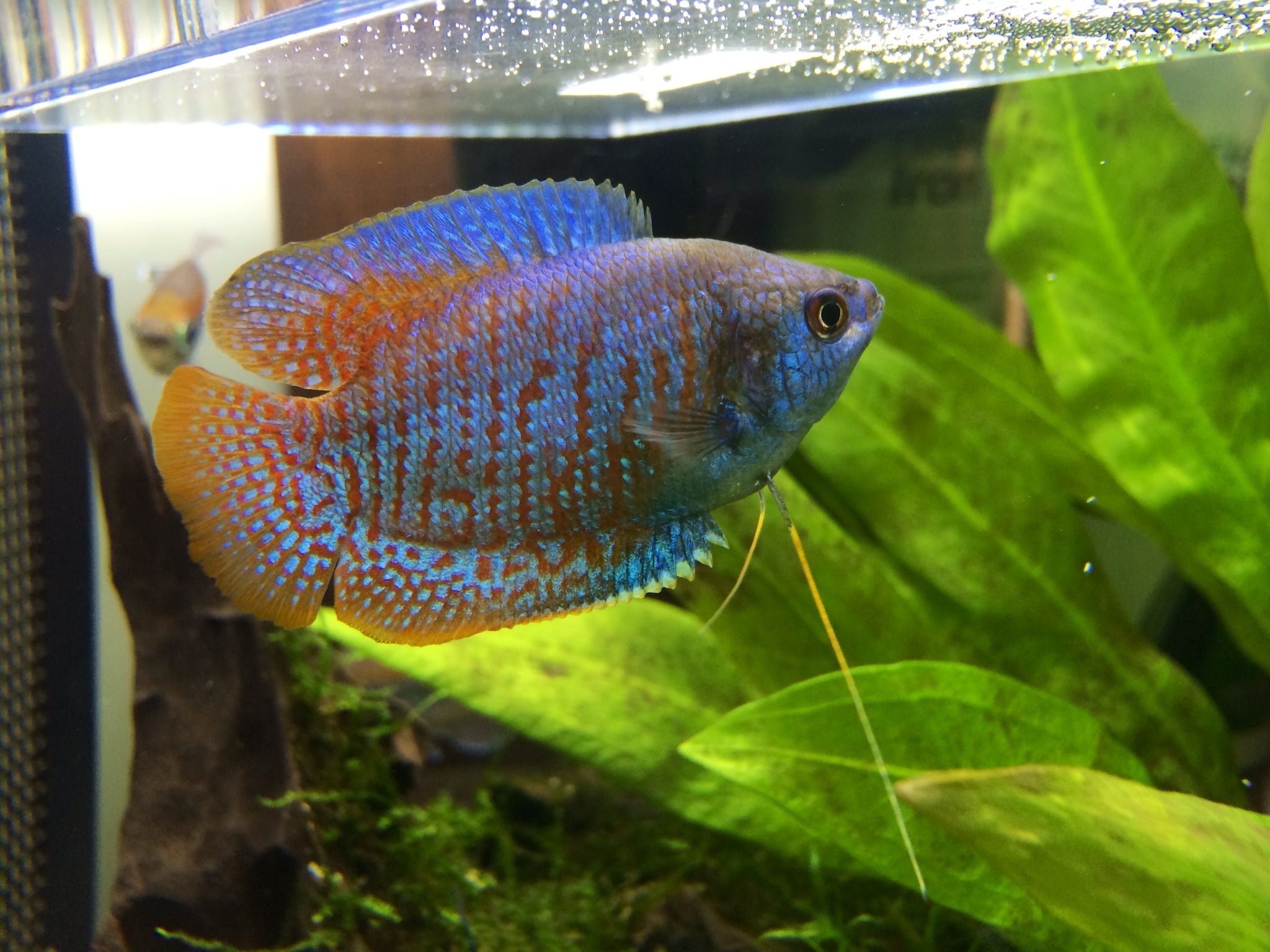 lily gourami fish