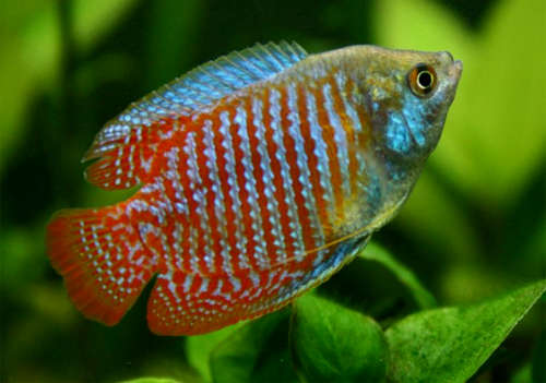 lily gourami fish