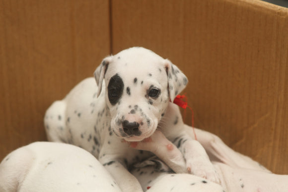 dalmatian puppies for adoption near me