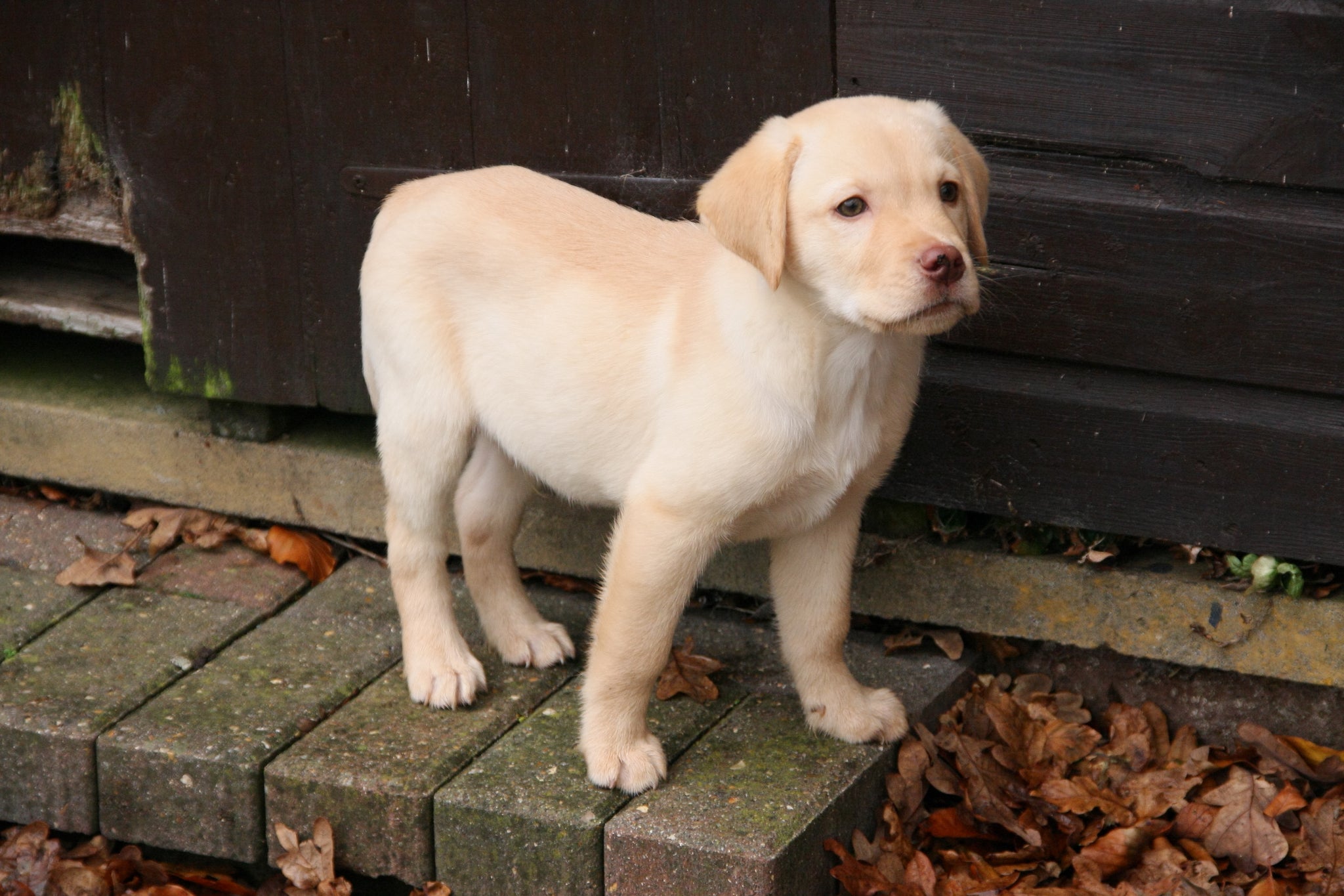white lab puppies for adoption