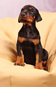 doberman puppies for adoption