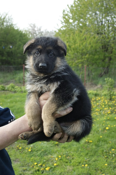 german shepherd puppies for free