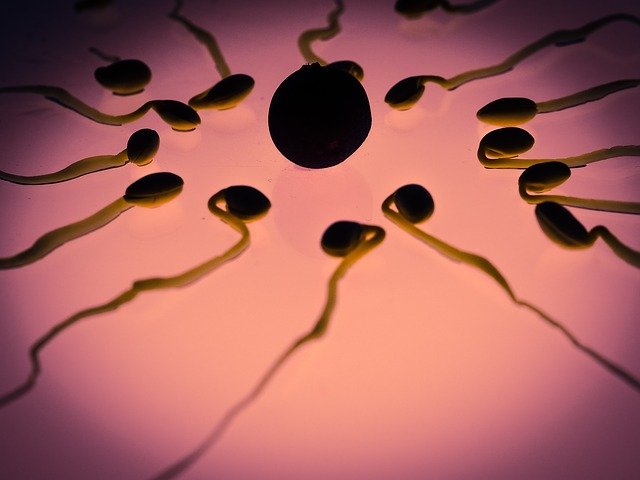 Boost Sperm Count