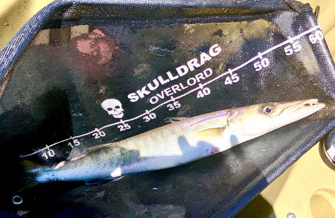 Skulldrag Overlord barracuda