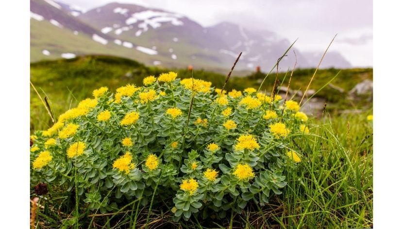 Rhodiola in natural habitat