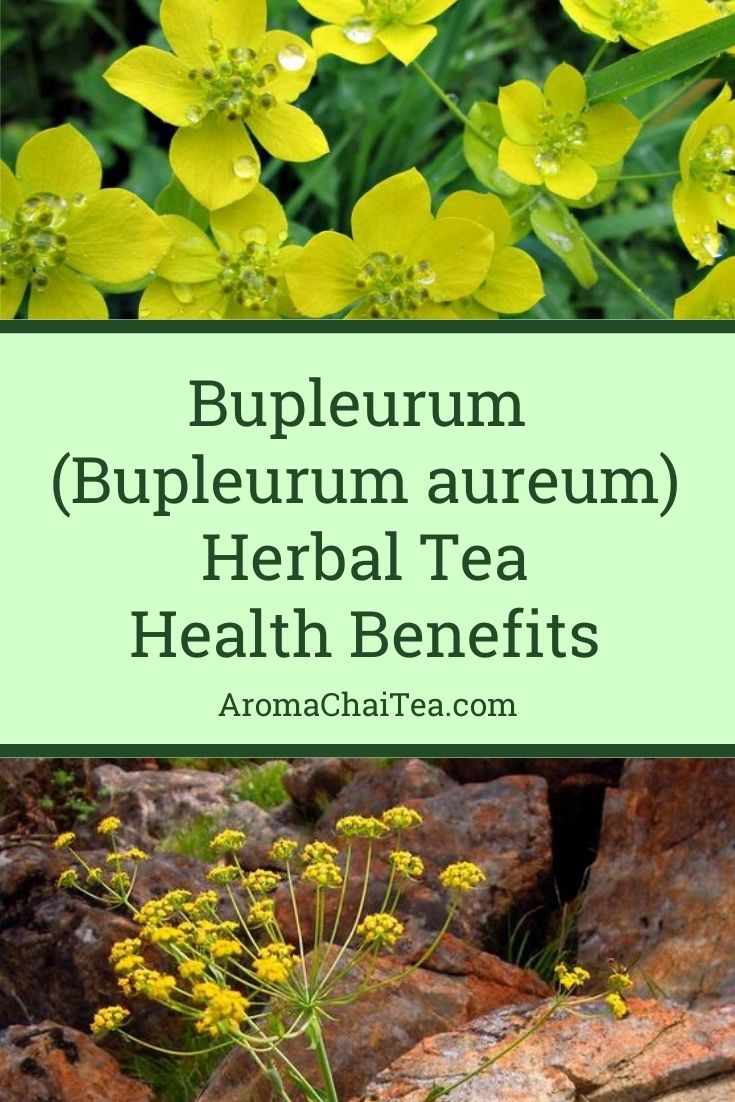 Bupleurum (Bupleurum aureum) Health benefits