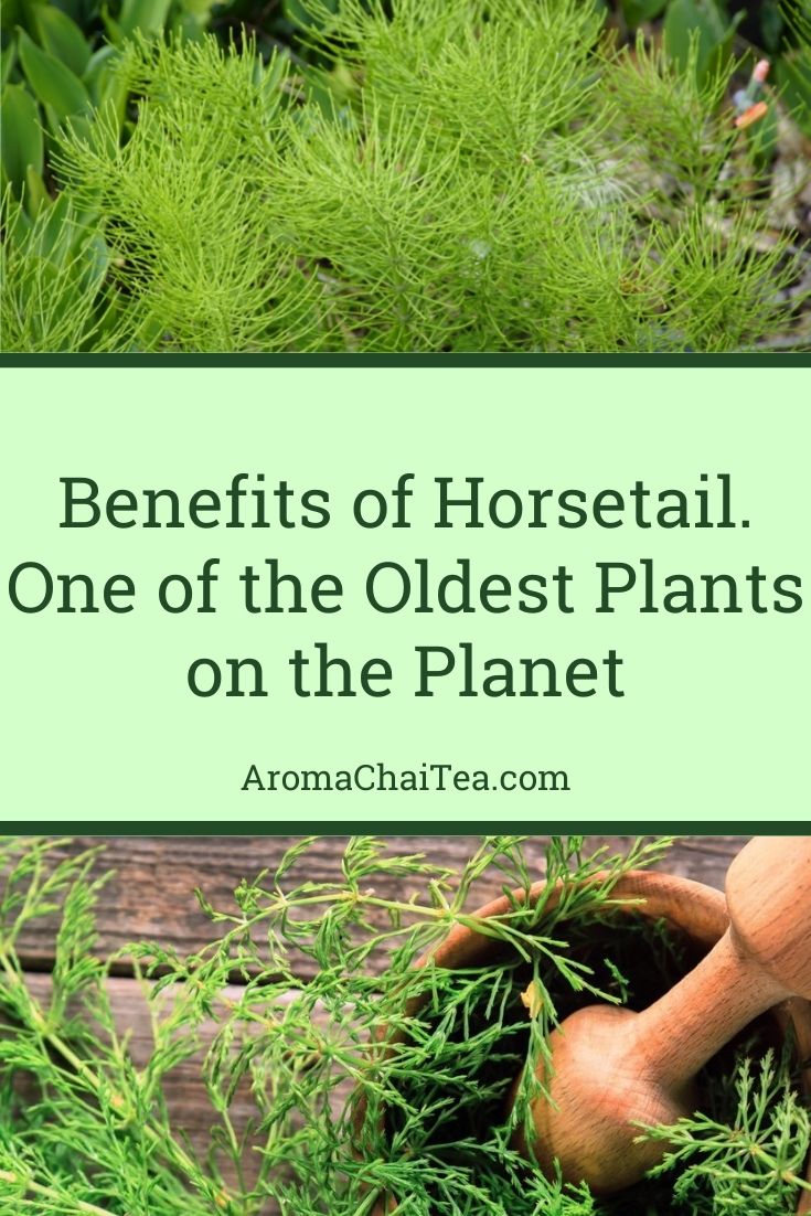 Health Benefits of Horsetail, One of the Oldest Plants on the Planet