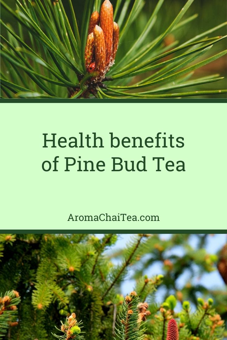 Health benefits of Pine Bud Tea
