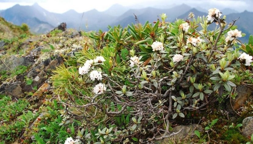 Adams' rhododendron