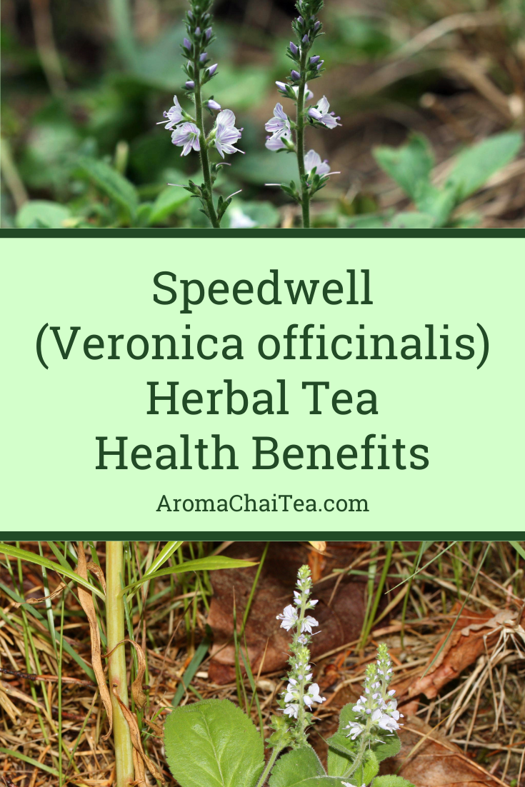 Speedwell (Veronica officinalis) Herb Health Benefits