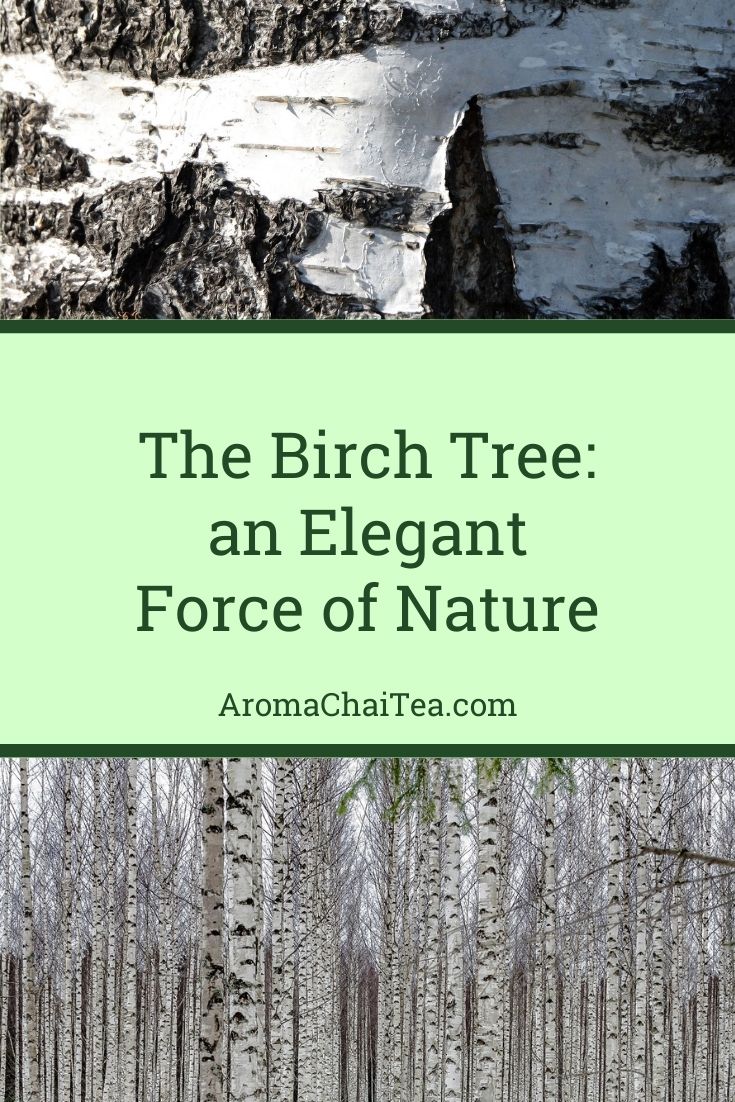 Scientists explain skin regeneration properties of birch bark