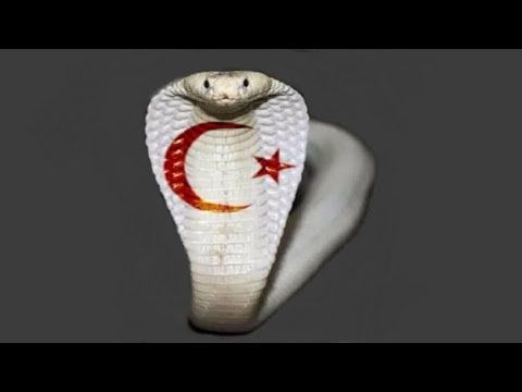Rever De Serpent Islam Quelles Significations Le Temple Du Sommeil