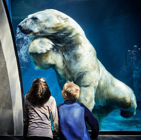 Two kids at the zoo watching a polar bear swim underwater through the glass enclosure