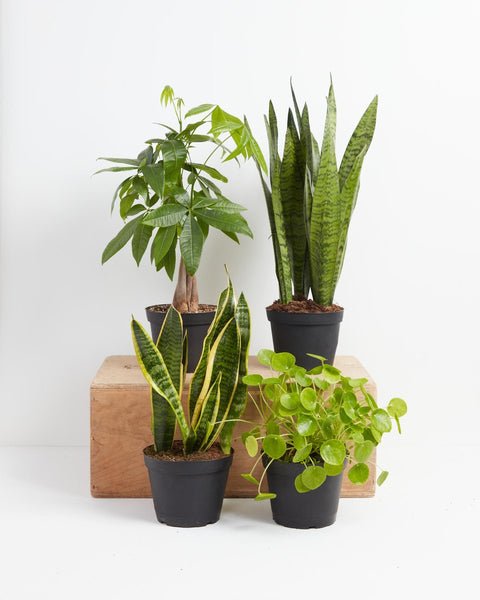 House plants that come in a quarterly houseplant subscription