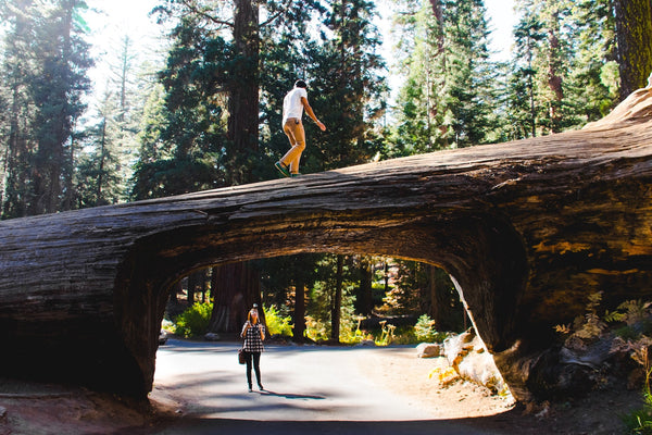 Two friends explore around a tree at the the Redwoods National Forest