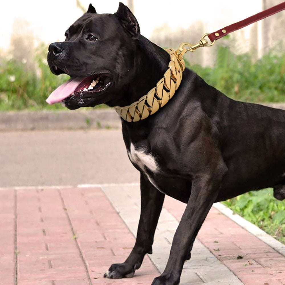 gold chain dog collar