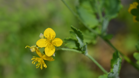 Greater celandine