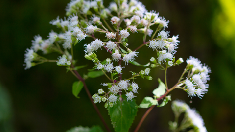 boneset