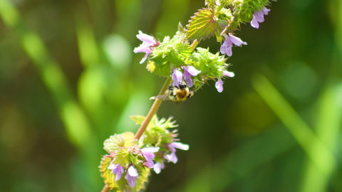 black horehound