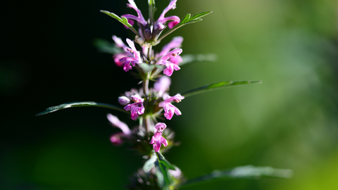 motherwort