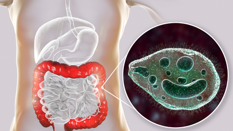 protozoa and human health
