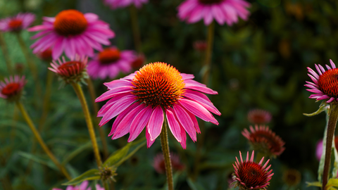 echinacea