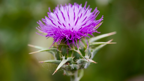 milk thistle