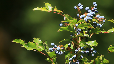 oregon grape