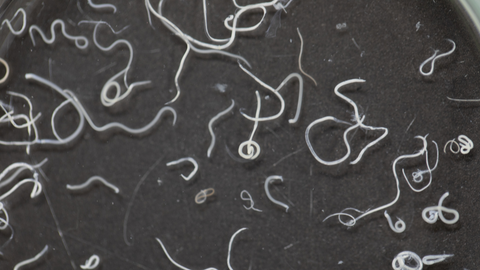 roundworms