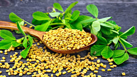 fenugreek