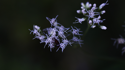 boneset