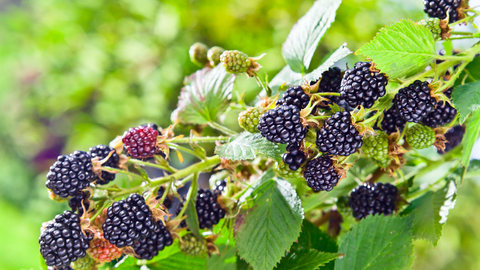 blackberry leaf