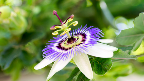 passionflower