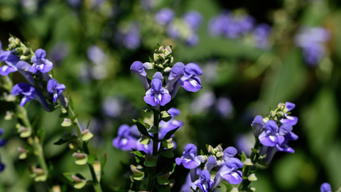 skullcap