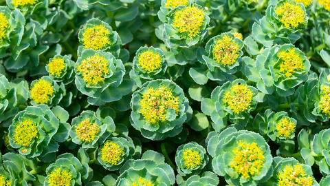 rhodiola