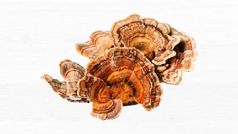 turkey tail