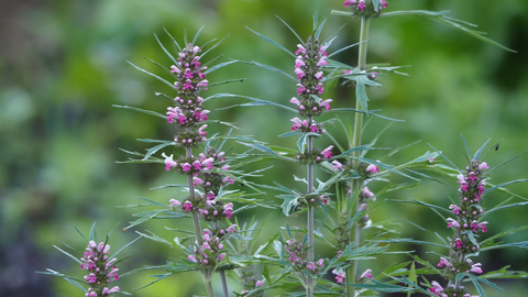 motherwort herb