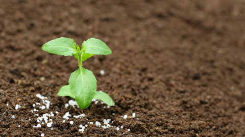 plant growing in soil