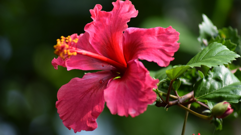 hibiscus