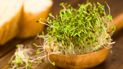 alfalfa sprouts