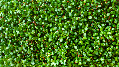 alfalfa leaf benefits