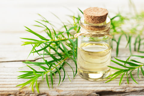 Tea Tree Oil and Tea Tree Leaves on Wood