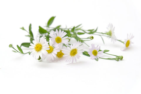 Chamomile garden / white flowers of German chamomile daisy.