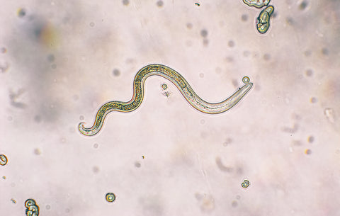 Parasite under microscope