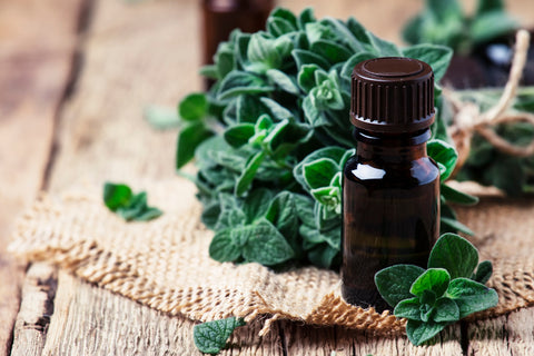 Organic essential oregano oil in a glass jar and a bunch of fresh marjoram, vintage wooden background, selective focus